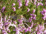FZ020387 Common darter (Sympetrum striolatum) on heather flower.jpg